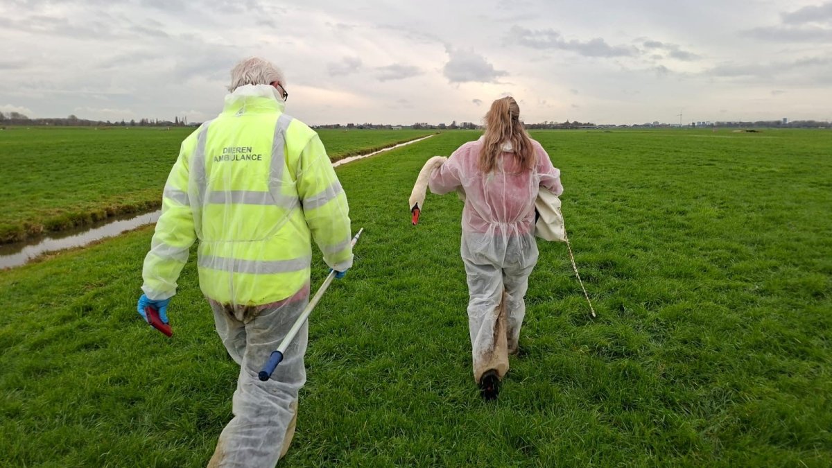 Omgaan met vogelgriep in Wassenaar